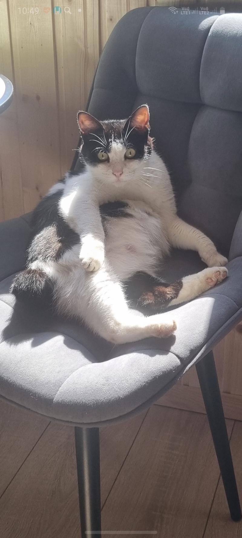 Котята Курильские Бобтейлы.