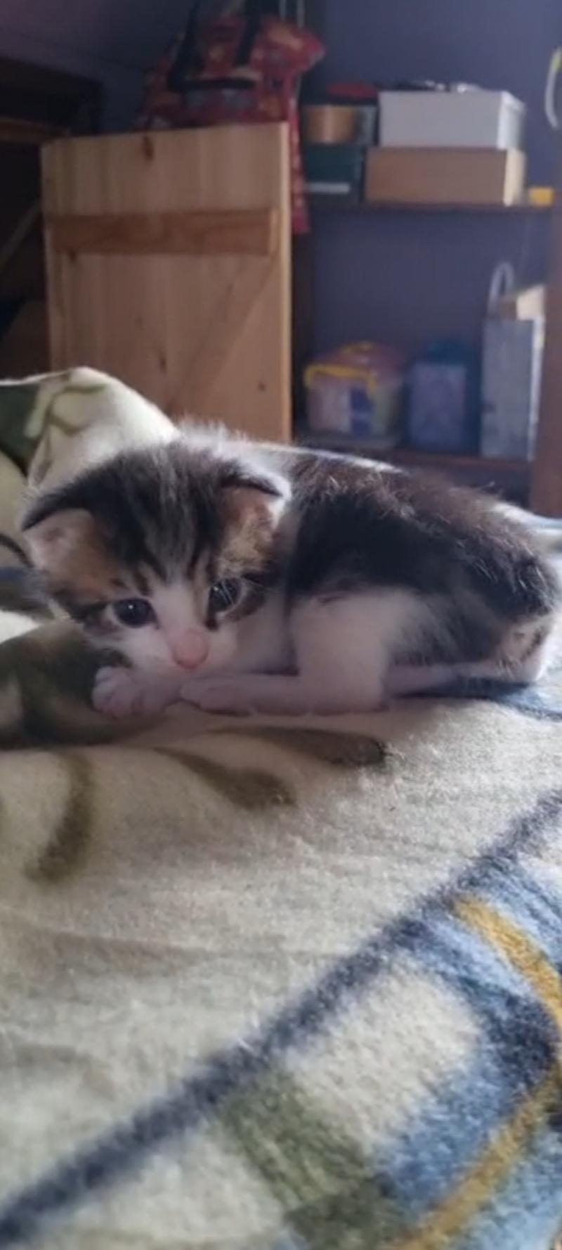 Котята Курильского Бобтейла.