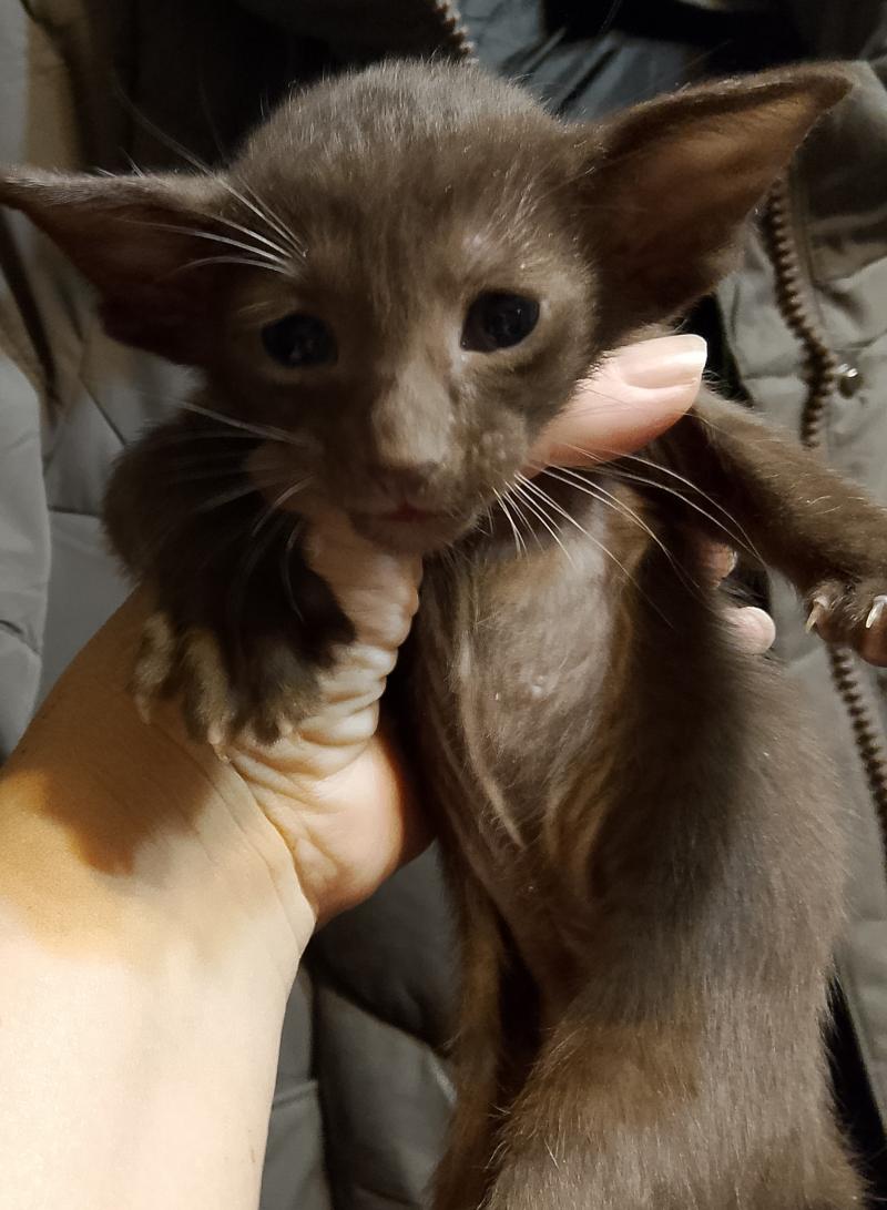 Ориентальные котята