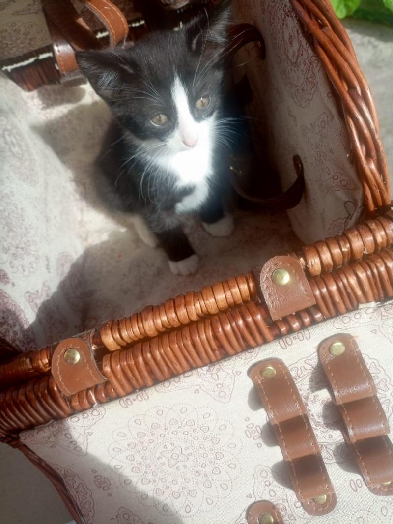 Отдам котят