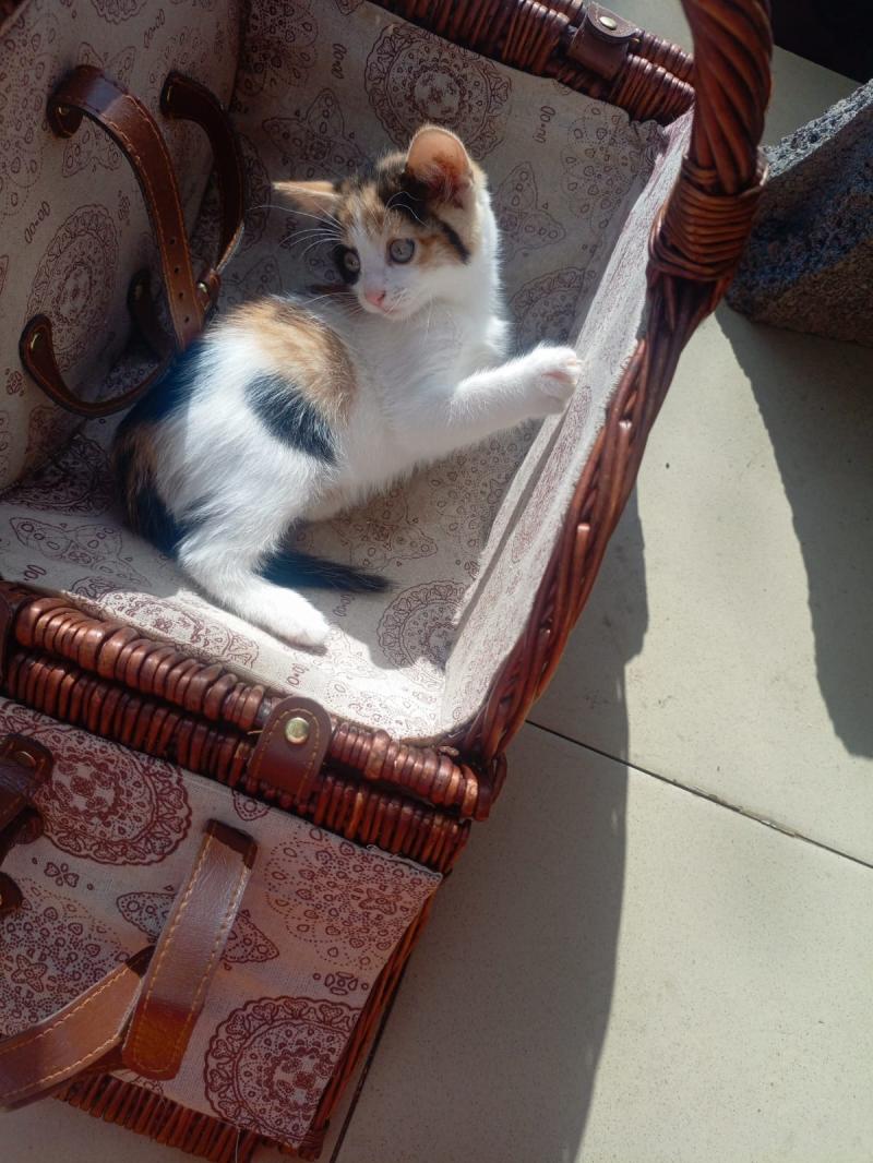 Отдам котят