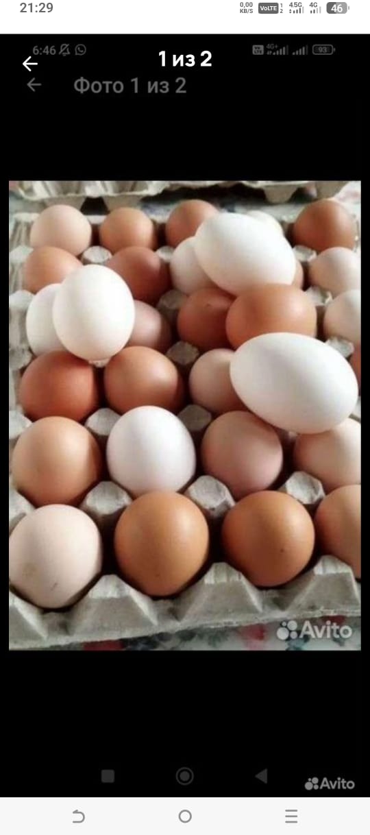 Яйца куриные домашние