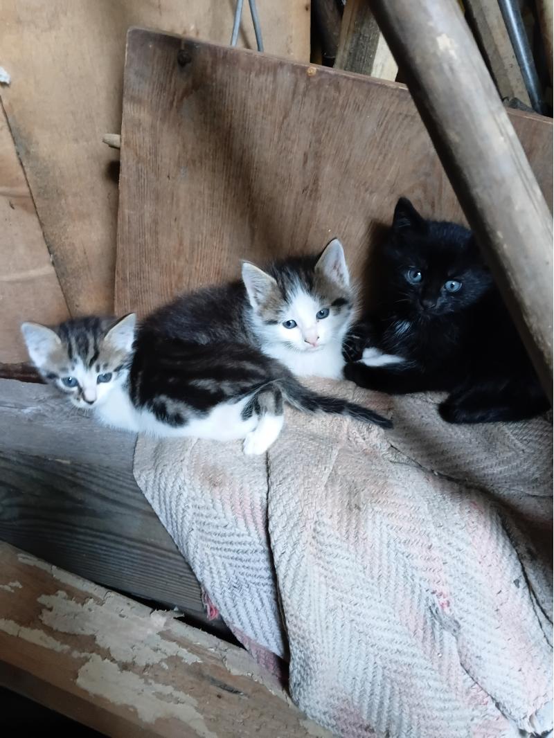 � ������ ����