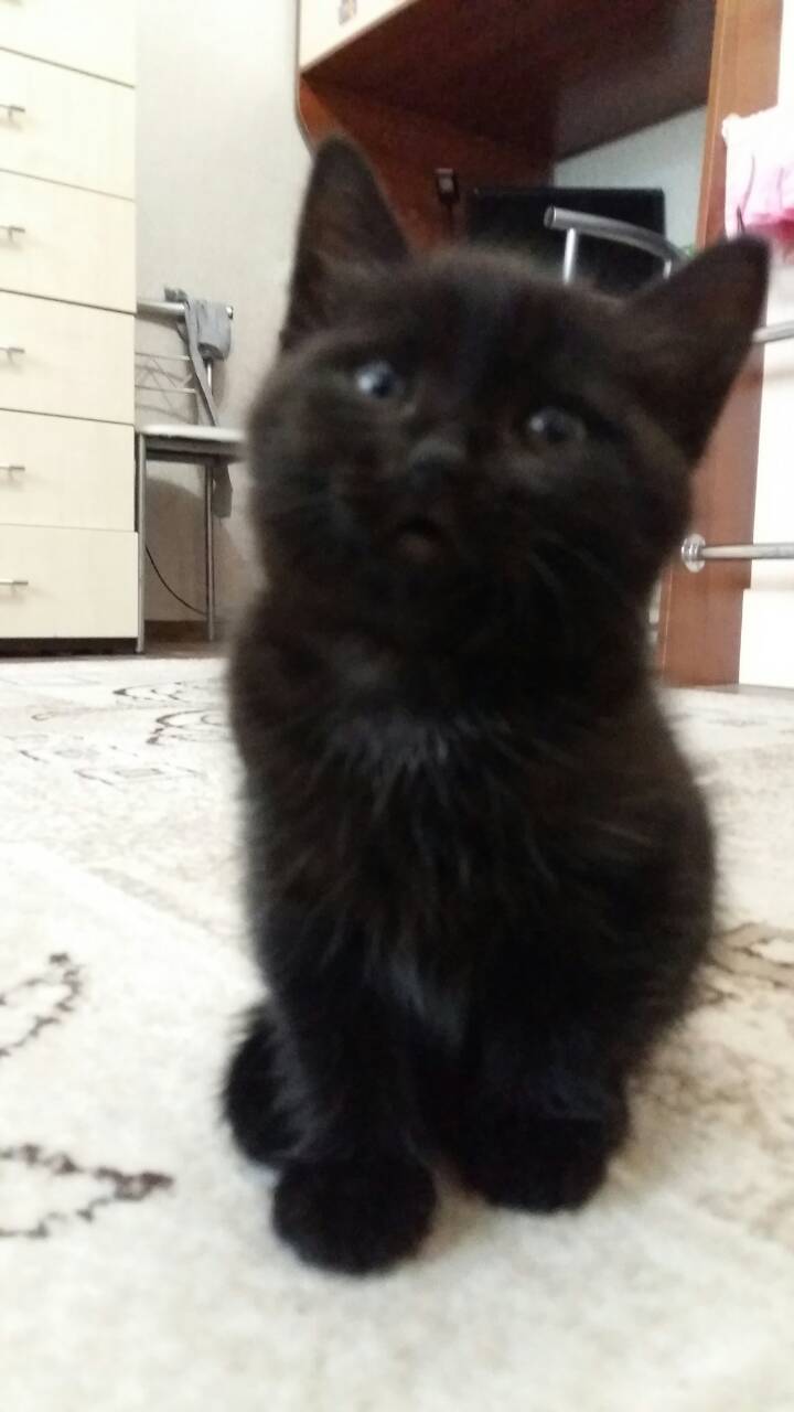 Черный котенок