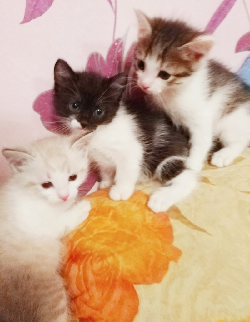 Котята от сибирской кошки