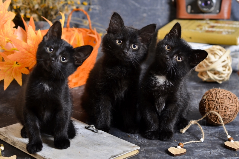 Котёнок и подарки