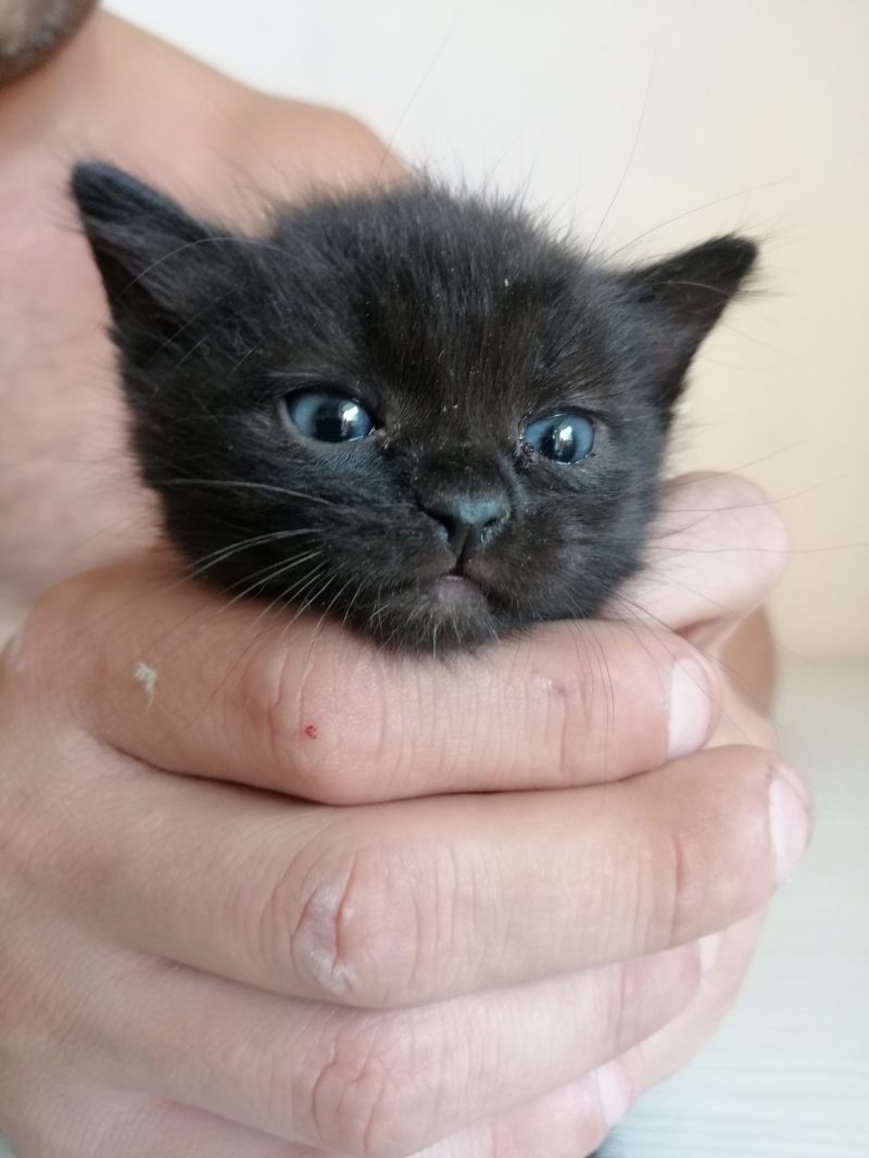 Отдам котят в добрые руки