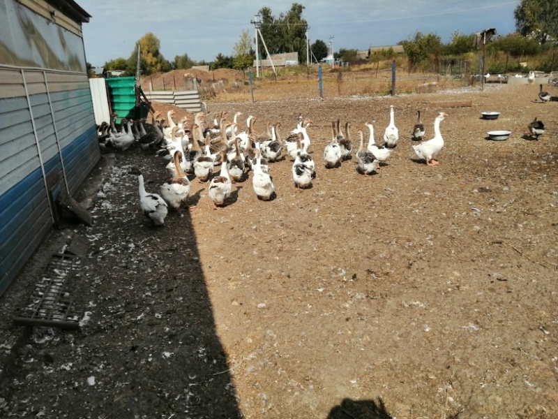 Продаю гуси Холмогорские на племя.