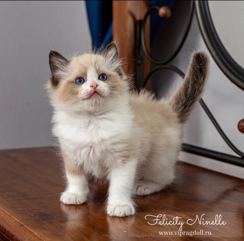 Котенок Рэгдолл тряпичная кукла