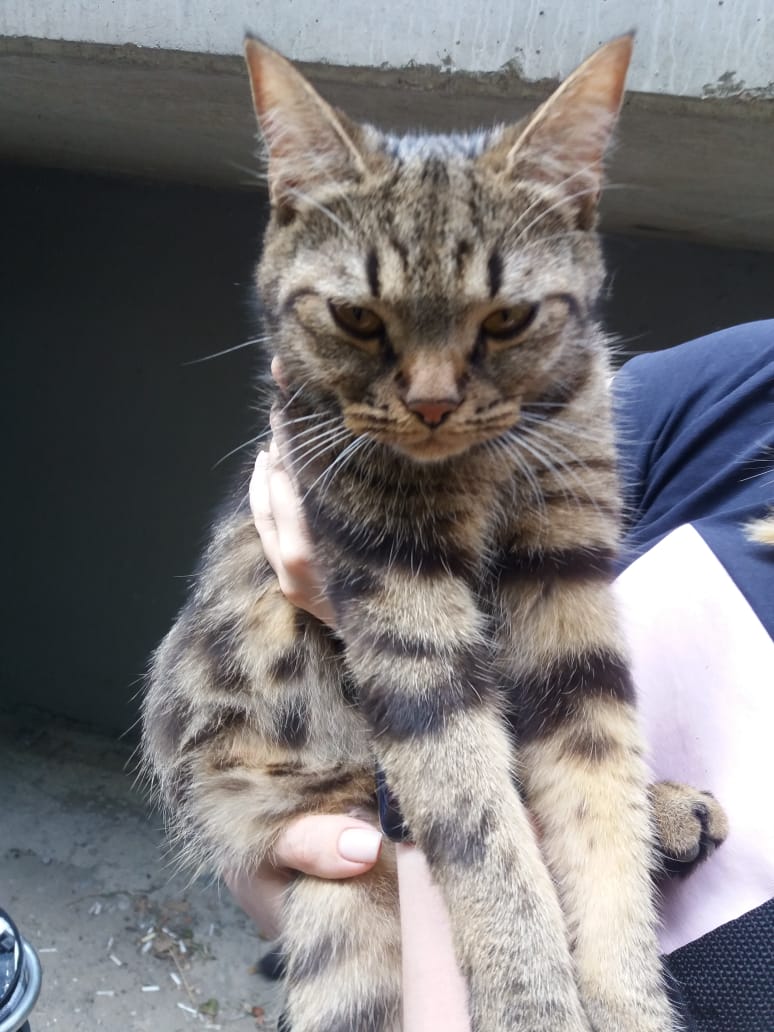 Ищу передержку кошке с котенком