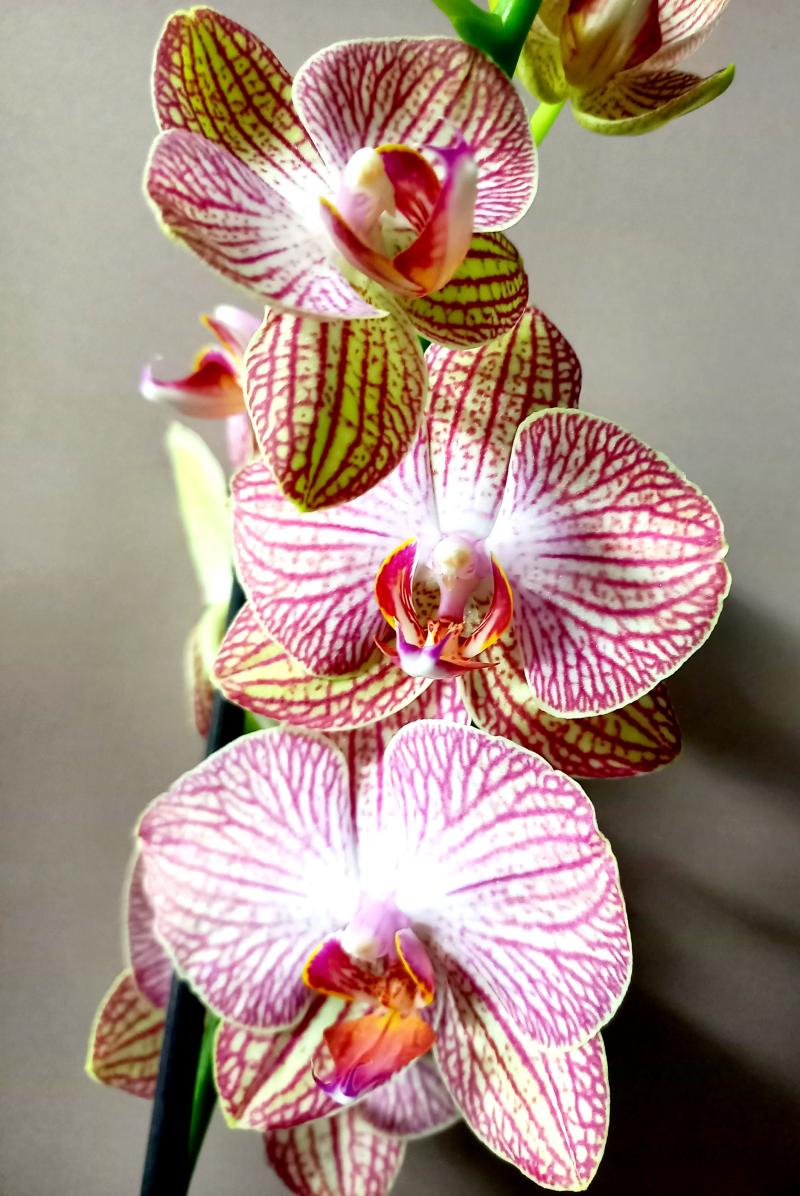Фаленопсис Ravello орхидея
