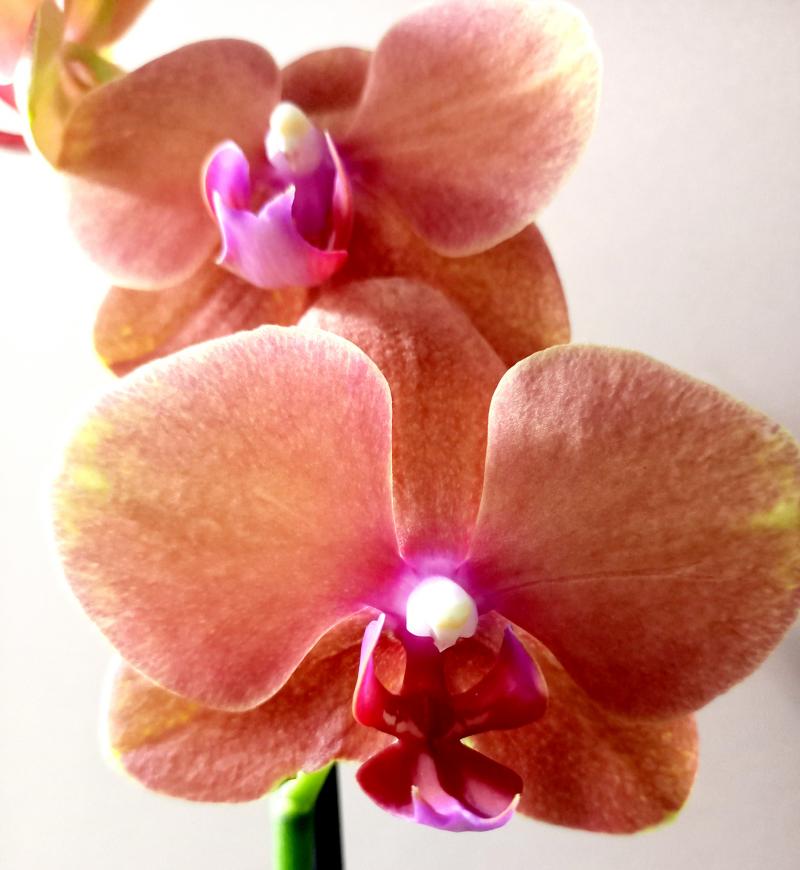 Орхидея Сурф Сонг