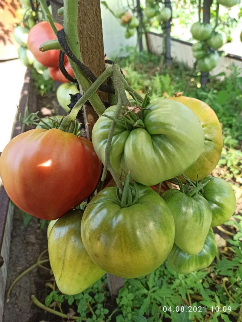 Семена томатов из Минусинска