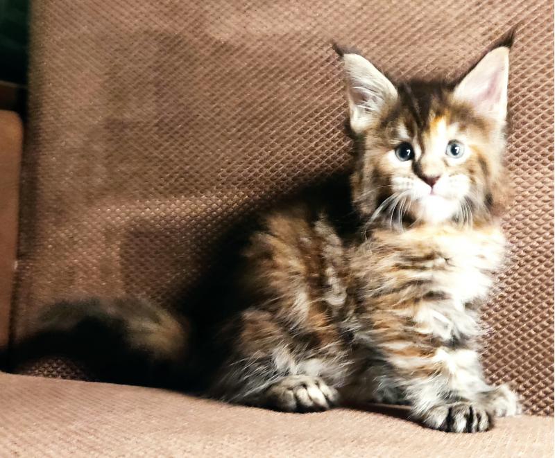 Котята Мейн Кун