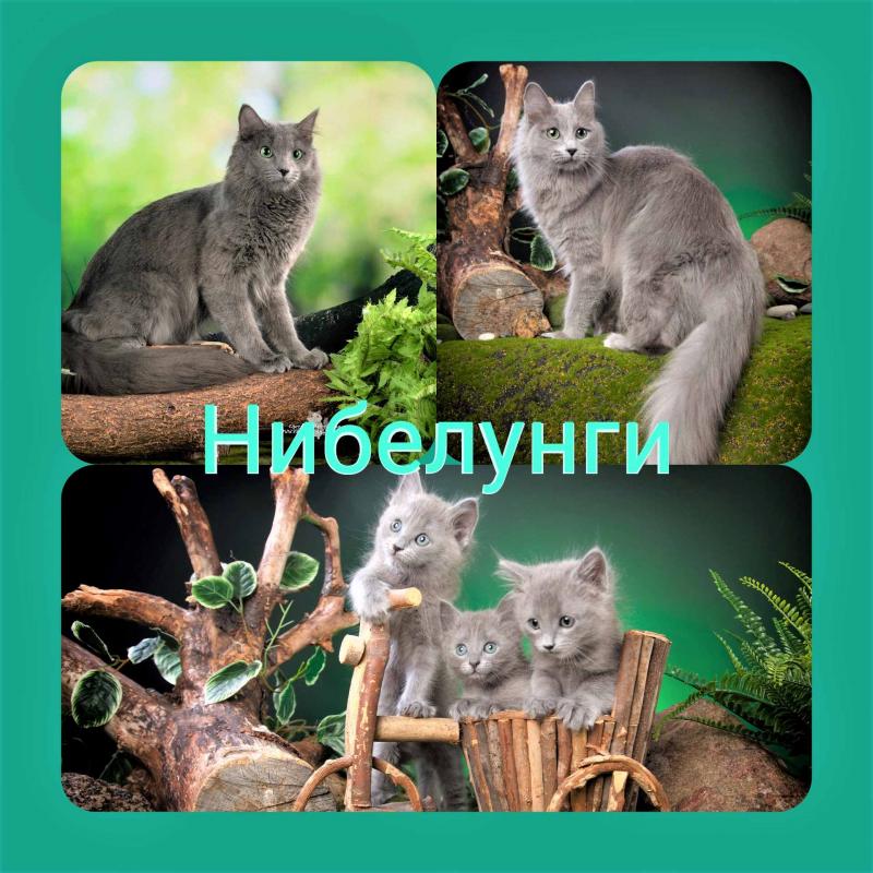 Нибелунги ( котята)