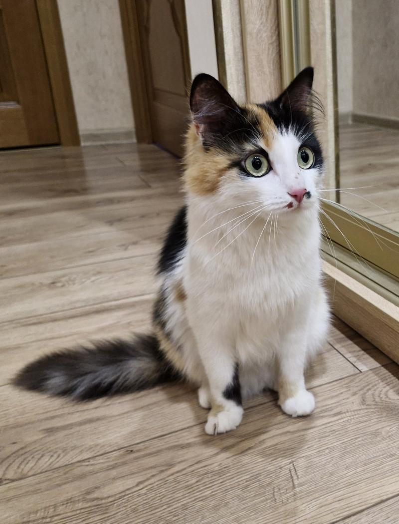 Котенок девочка бесплатно