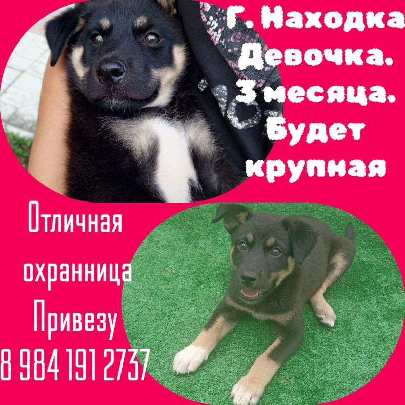Отдам в добрые руки