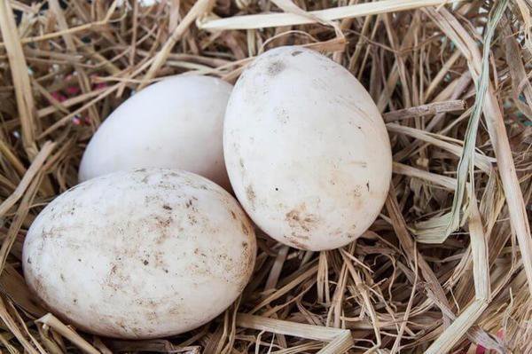 Продам яйца уток Башкиров
