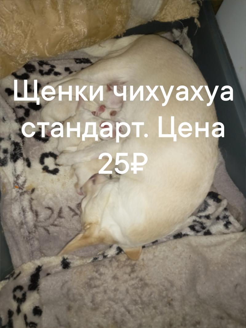 ,    17.09.25.