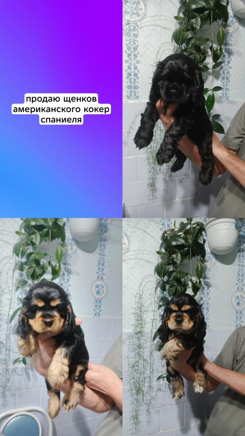 ����� ������������� ����� ��������