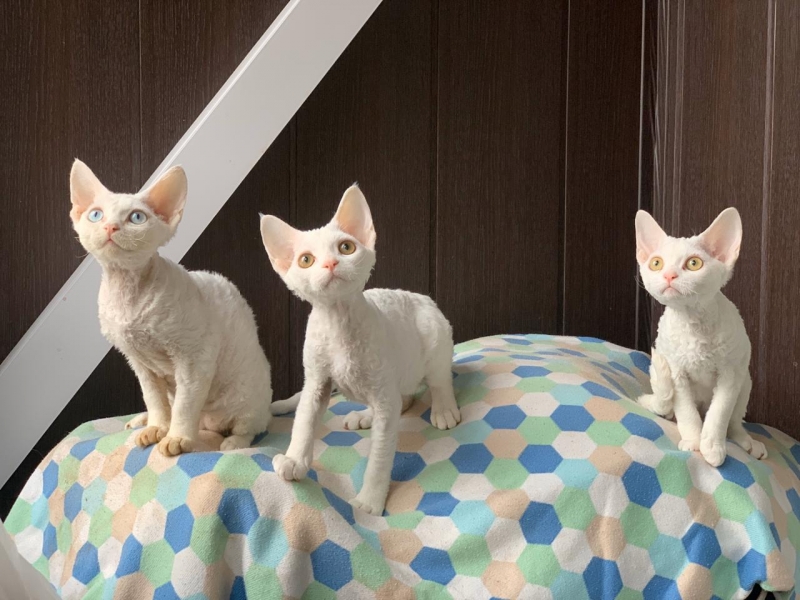 Девон рекс Devon-Rex