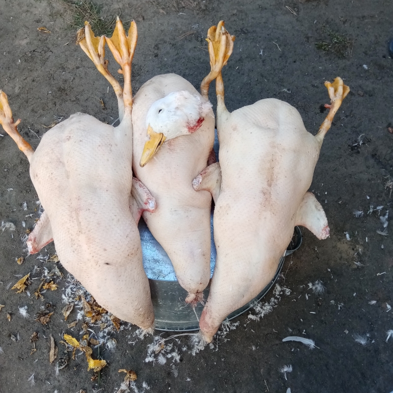 Мясо утки, бройлера