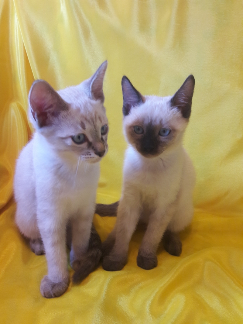 Два тайских кота в семье
