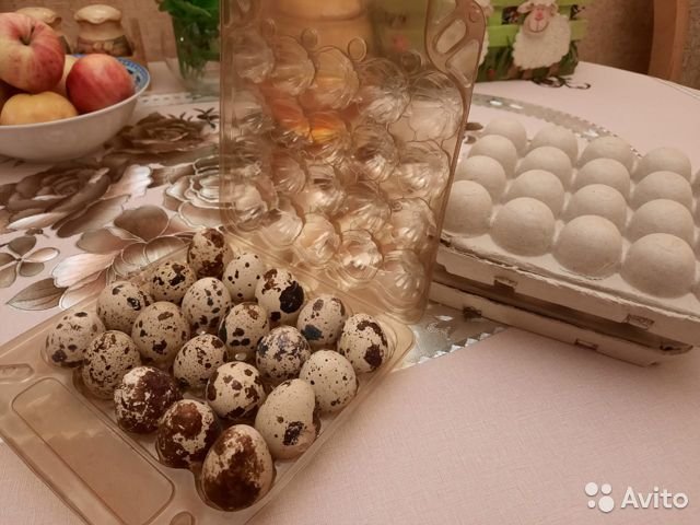 Перепелиные яйца крупные (1 упаковка - 20 яиц)