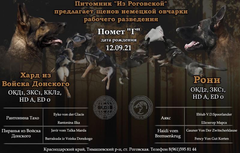 Продаются щенки немецкой овчарки рабочего разведения