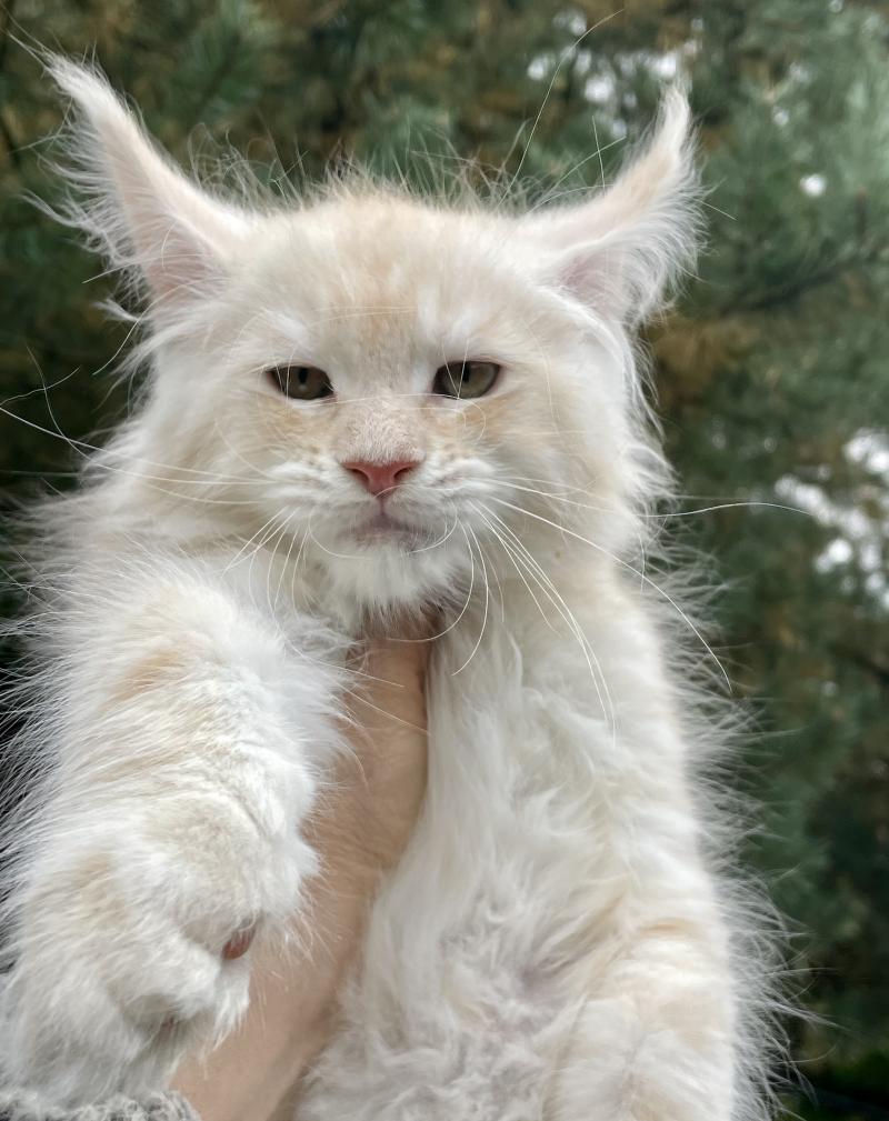 Мейн Кун котята