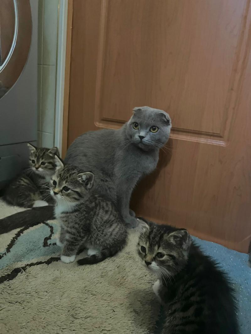 Отдам в добрые руки