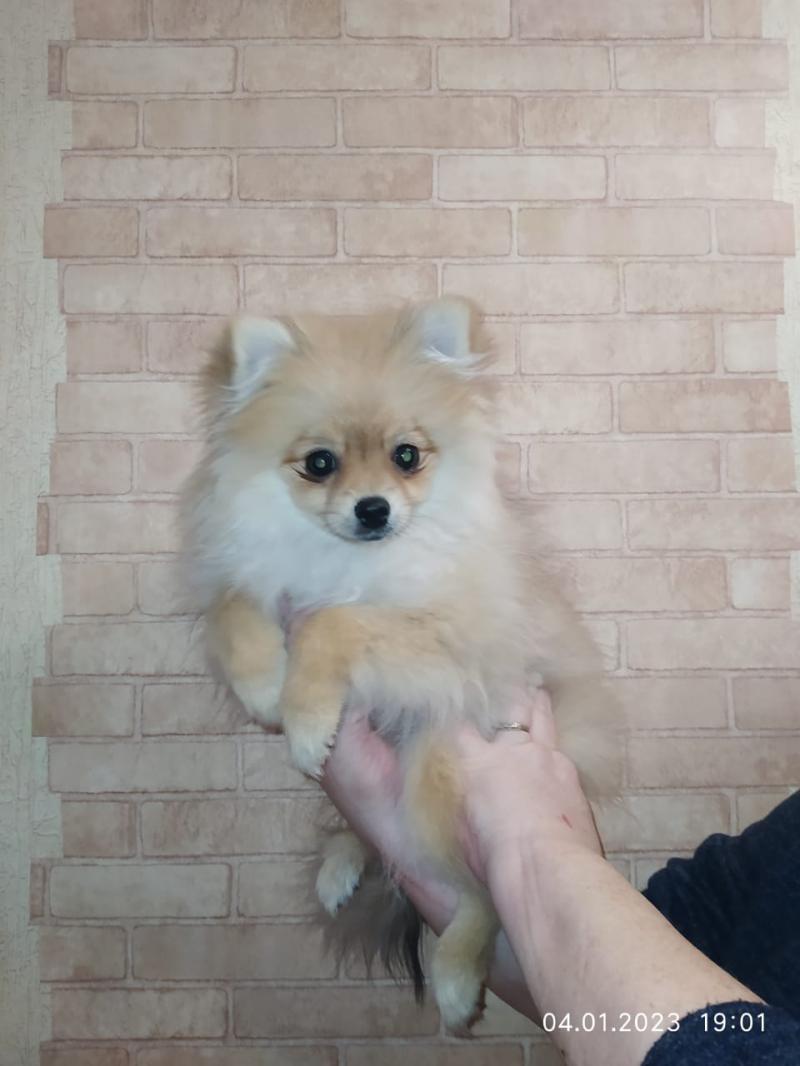 Помиранский шпиц