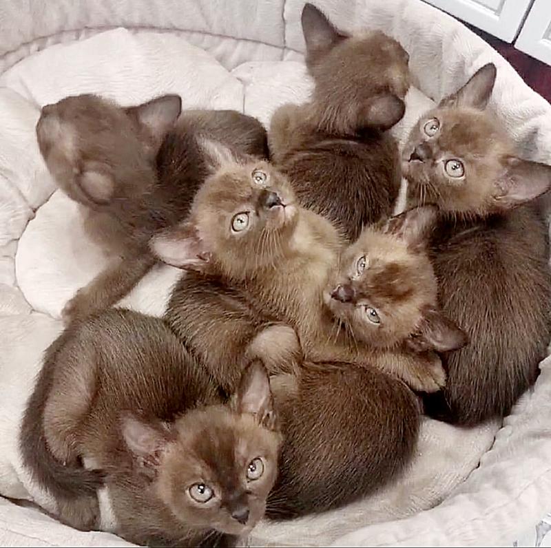 Бурманские котята