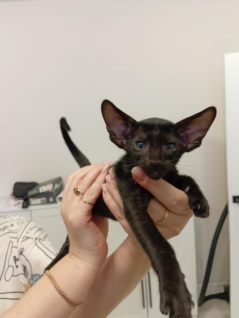 ������������ ������