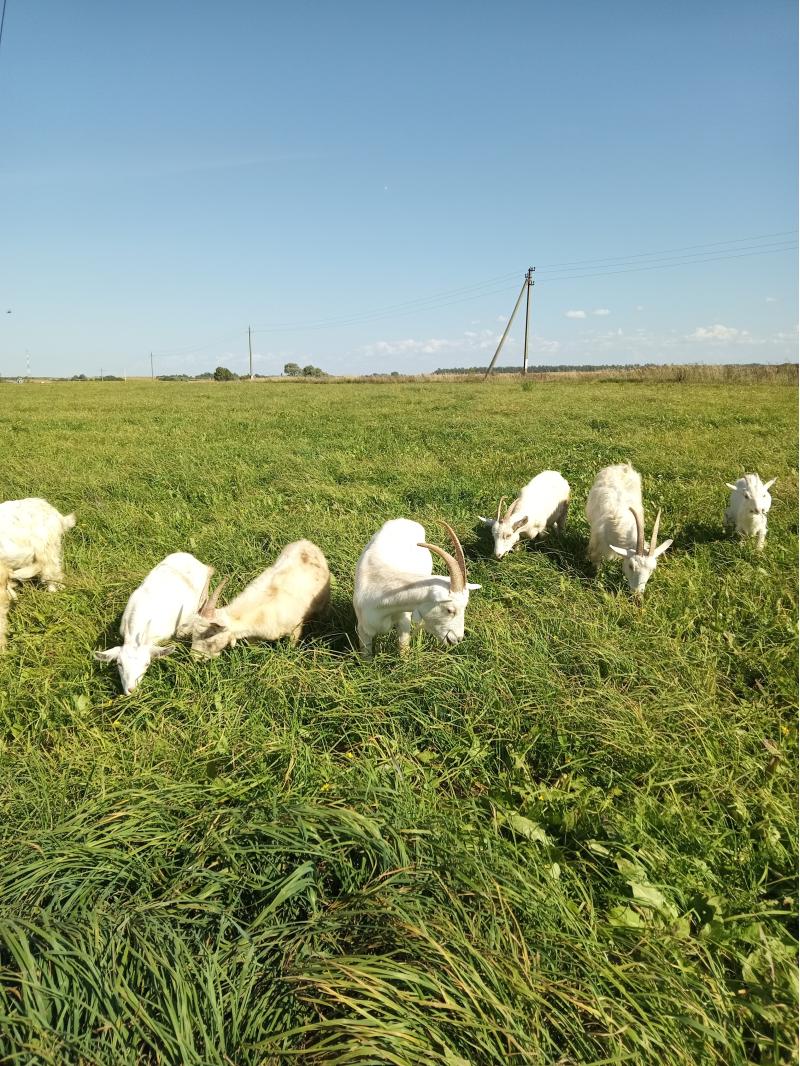 Молочные козы