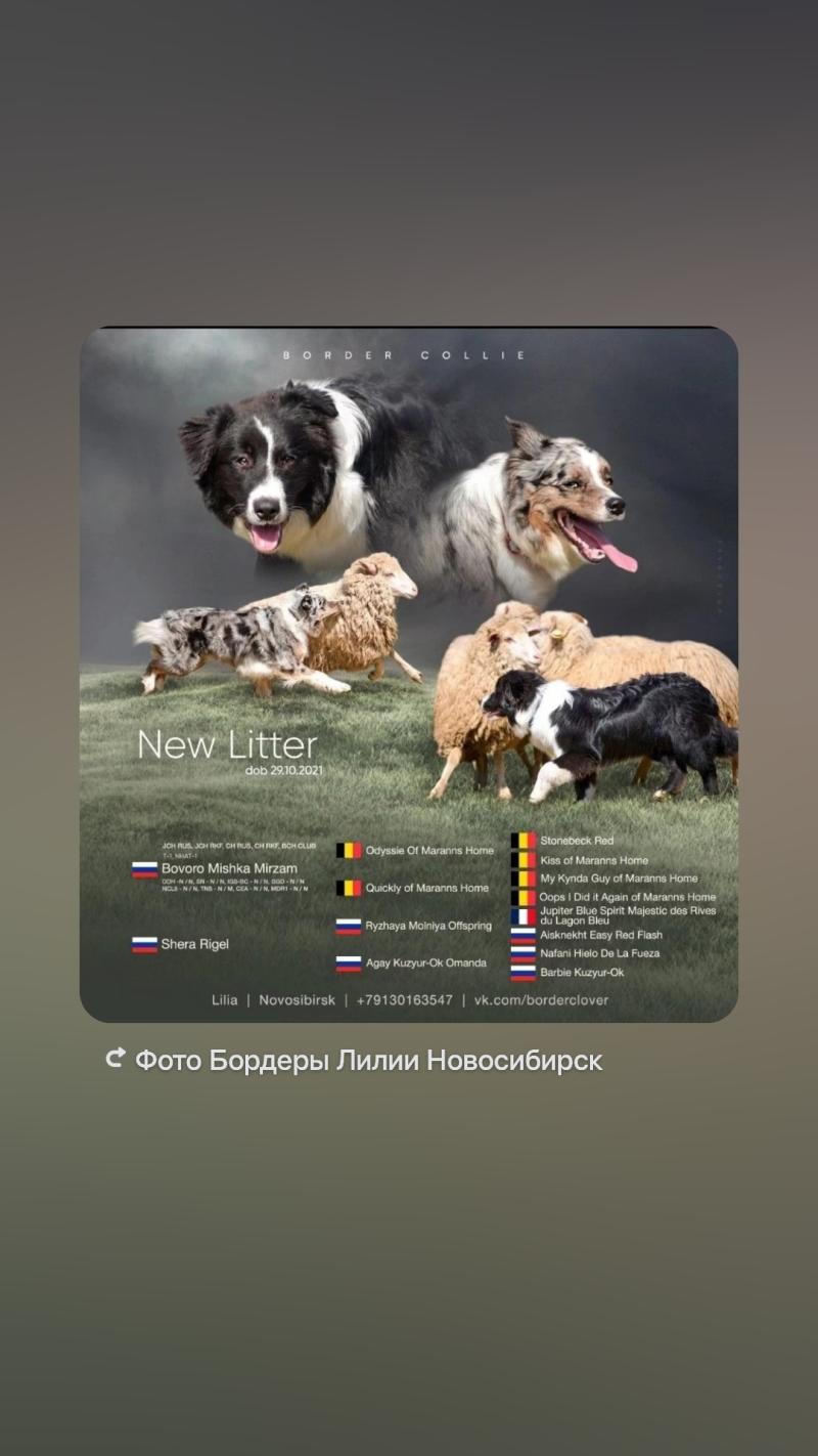 Бордер Колли