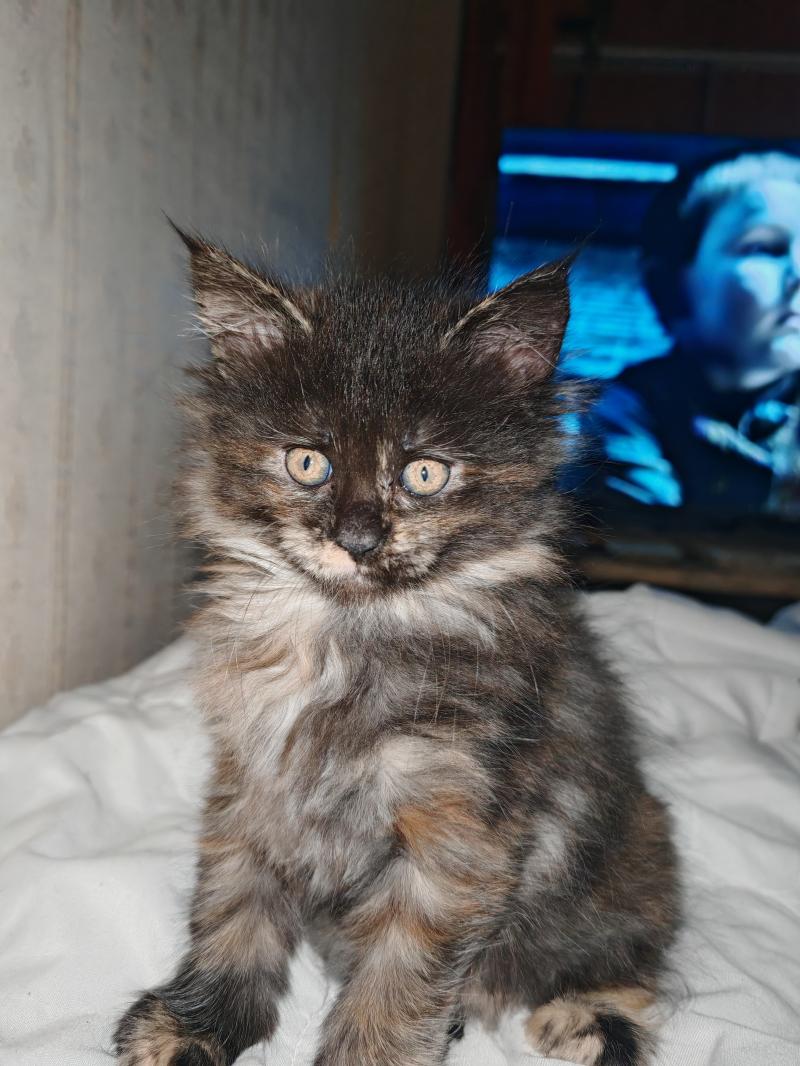 Продаю в добрые руки кошку и котёнка.