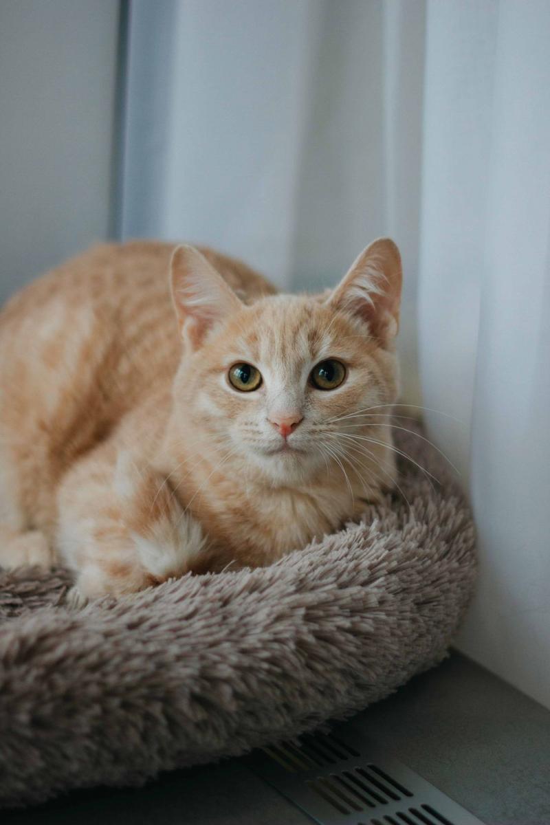 Рыжий котенок подросток Лунтик ищет дом