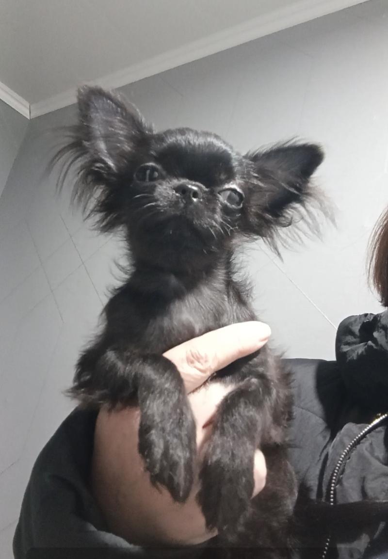 Мини чихуахуа