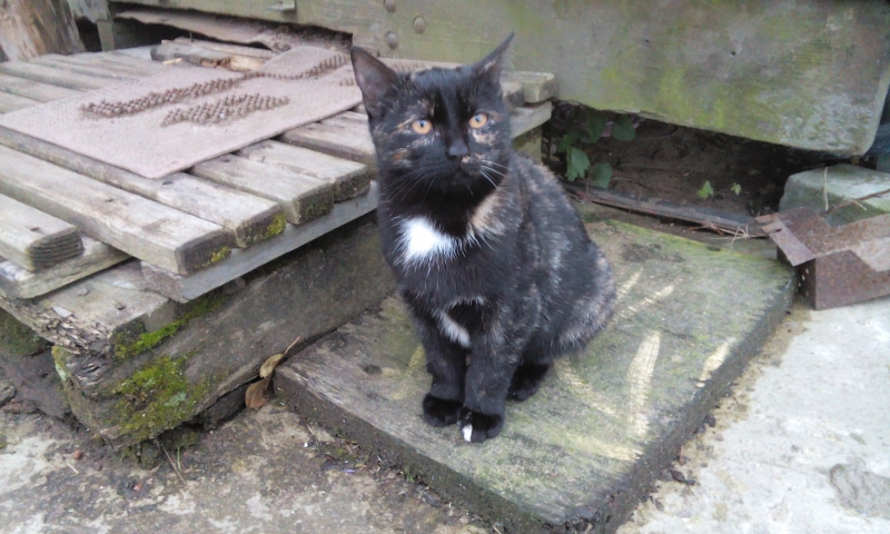 Котёнок