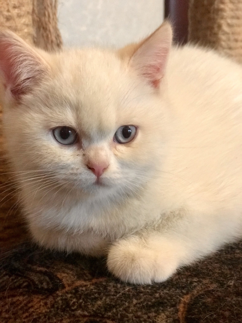 Продажа британских котят