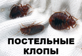 Уничтожение клопов и тараканов.
