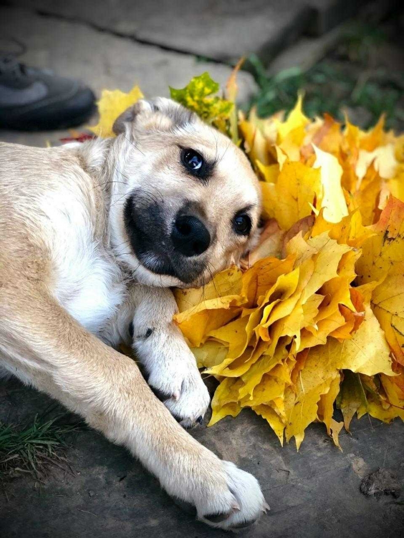 МАРШАЛ мальчик 4 мес.