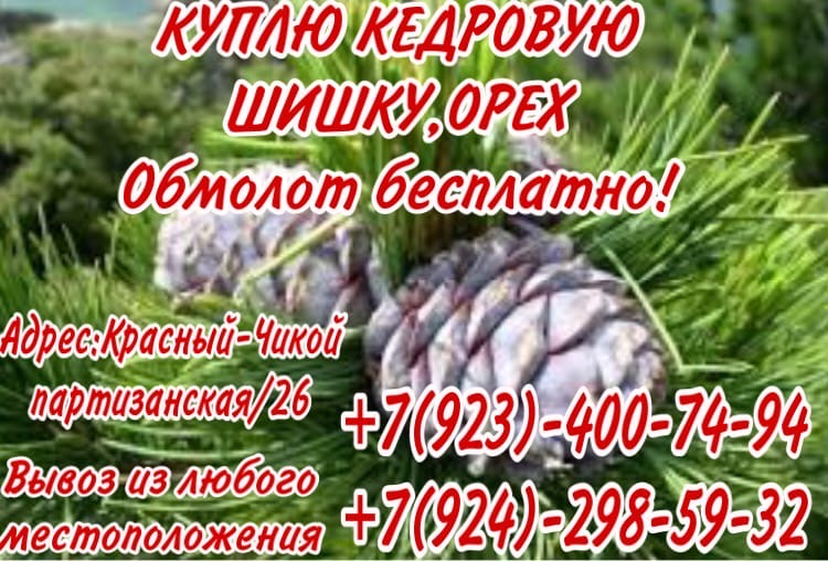 Куплю кедровую шишку , орех