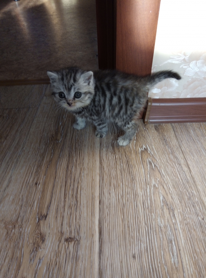 Отдам в добрые руки котеночка 1 мес.(Девочка)