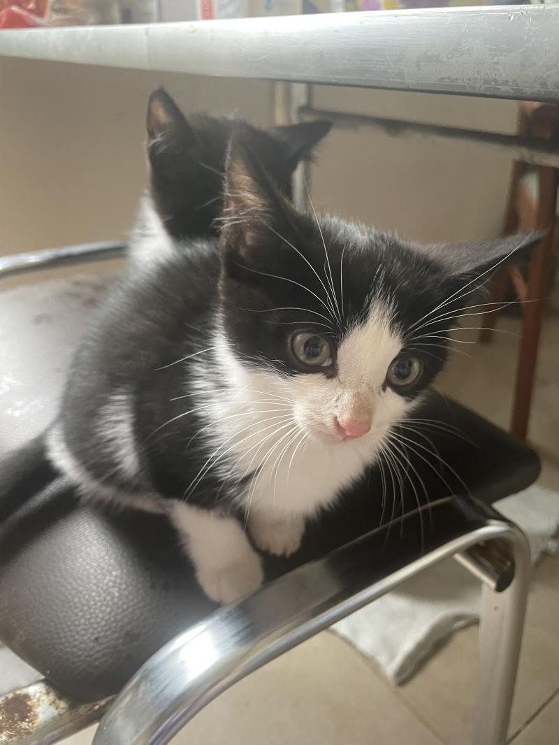 Котята мышеловки