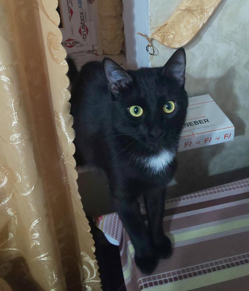 Потерялся кот