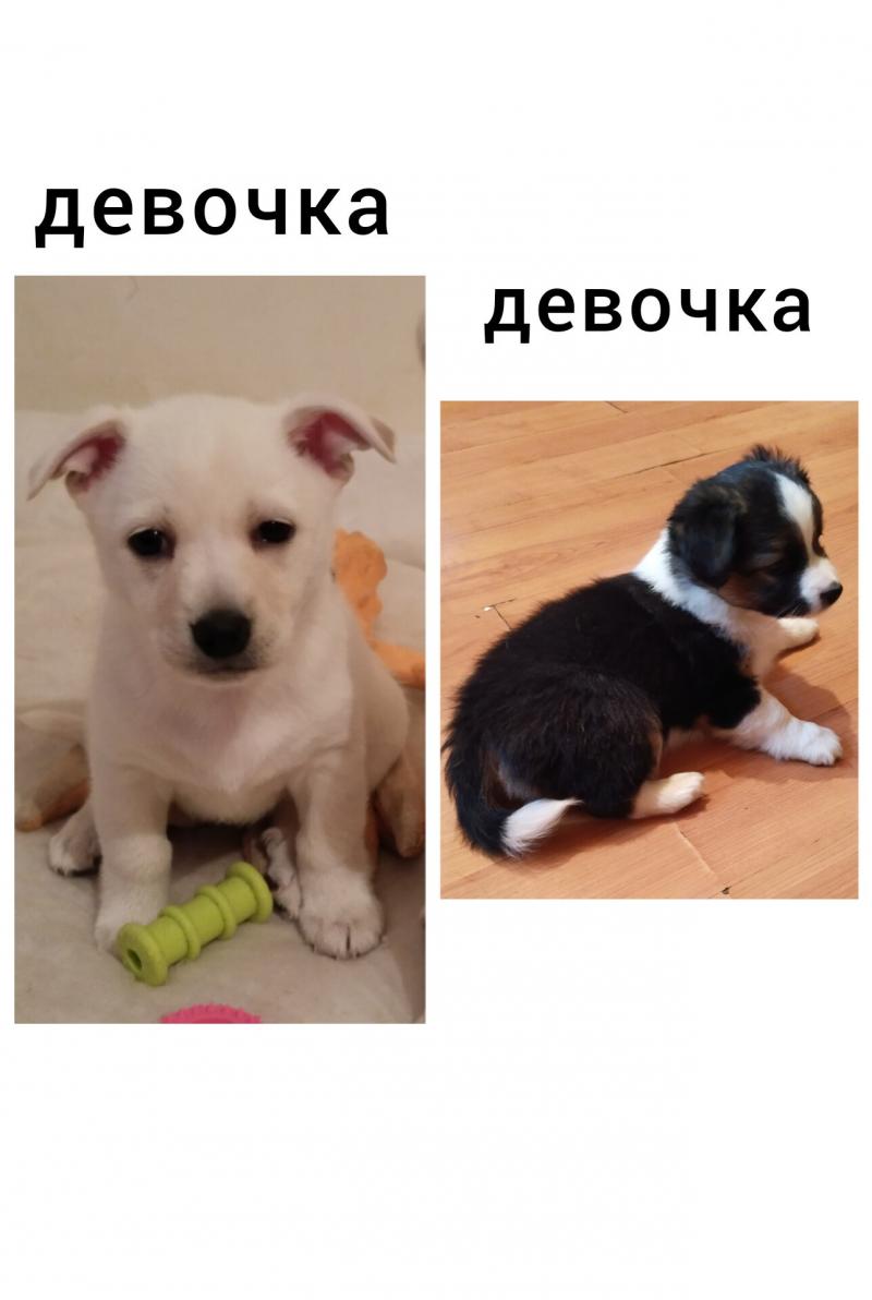 Отдам в добрые руки
