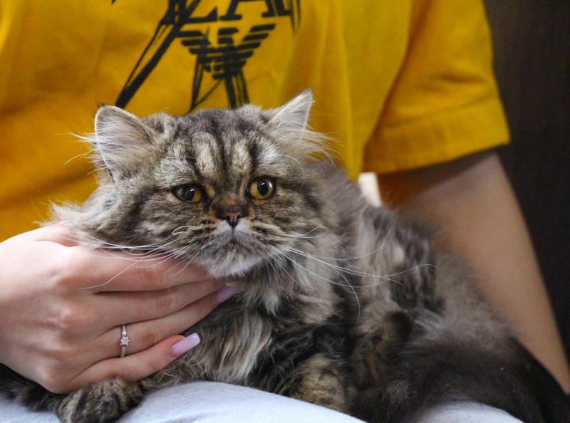 Шотландский котенок девочка
