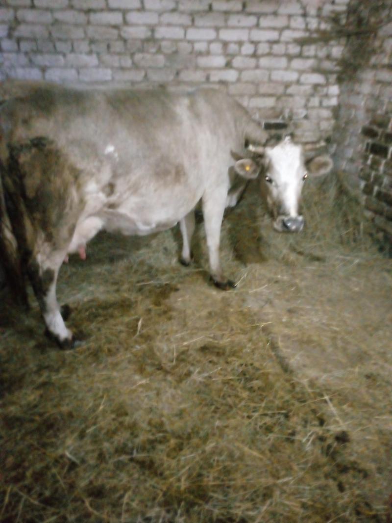 Продаются четыре коровы и одна тёлка